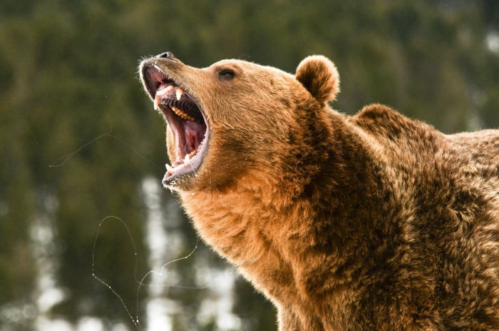 With WordPress Security, You Don’t Have To Outrun The Bear